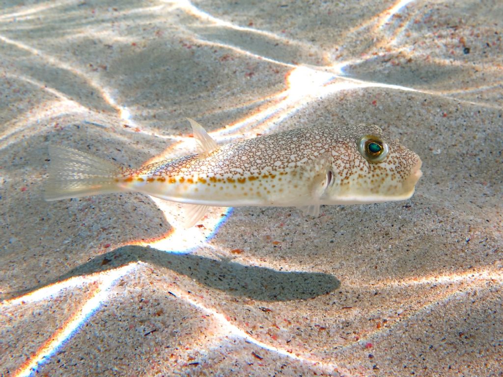Pesce palla Torquigener flavimaculosus dall''isola di Elafonissos